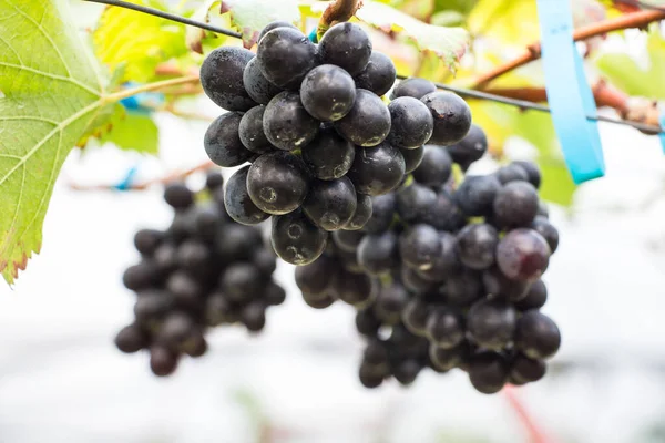 Gran Racimo Uvas Vino Tinto Cuelgan Una Vid Caliente Grifo —  Fotos de Stock