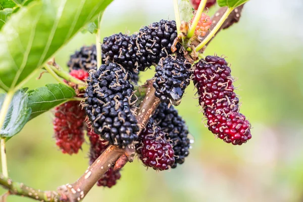 Fresh Ripe Mulberry Berries Tree Fresh Mulberry — Stock Photo, Image