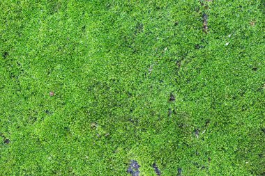 Yeşil liken yakın çekim görüntüsü