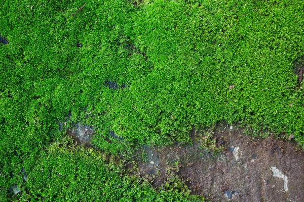 Verde Muschio Texture Sfondi — Foto Stock