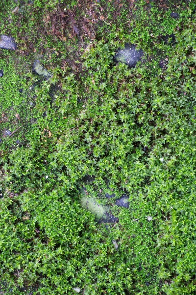 Green Moss Background Close View — Stock Photo, Image