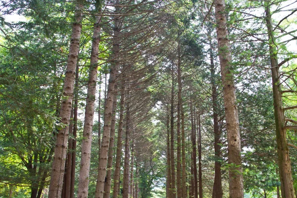 Rauwe Bomen Nami Island Zuid Korea — Stockfoto