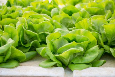 hydroponic sebze bir bahçe dikti.