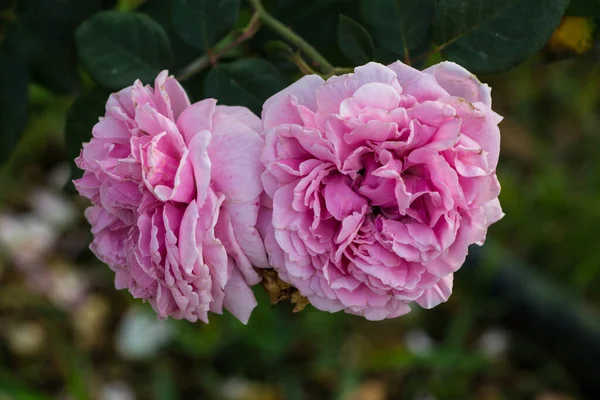 Pink Peony Flower Garden — Stock Photo, Image