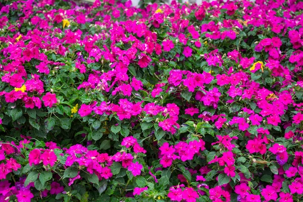 Flores Bonitas Jardim — Fotografia de Stock