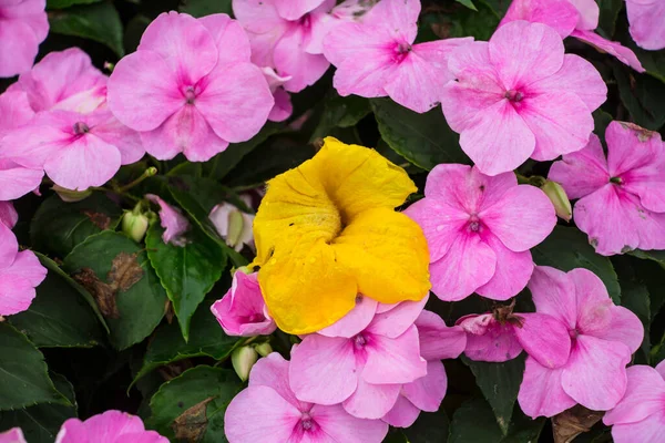 Hermosas Flores Jardín — Foto de Stock