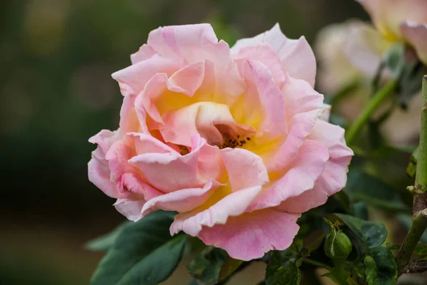 Krásná Růžová Růže Zahradě — Stock fotografie