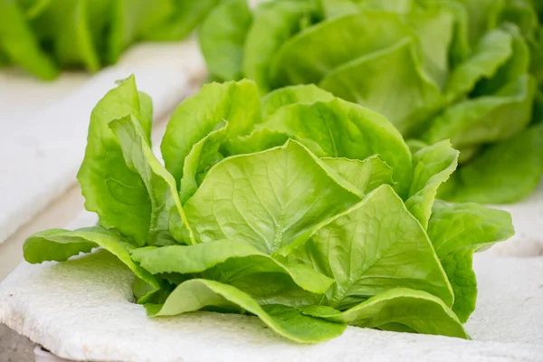 Foglie Fresche Lattuga Verde Sacchetto Plastica Uno Sfondo Bianco — Foto Stock