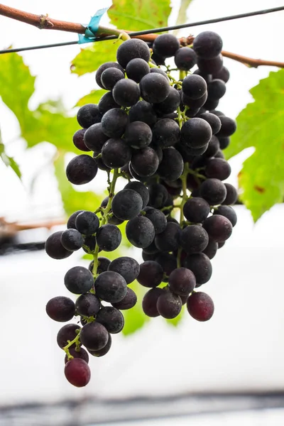 Uvas Rojas Púrpuras Con Hojas Verdes Vid —  Fotos de Stock