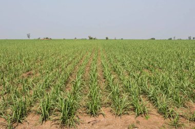 Young Fresh Green Sugarcane Field in the Country Side of Thailan
