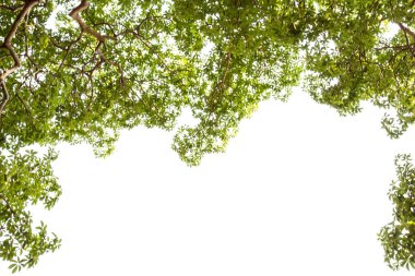 beyaz arkaplanda yeşil yapraklar