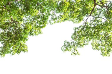 Çerçevenin üzerinde yeşil kenarlığı izole eder