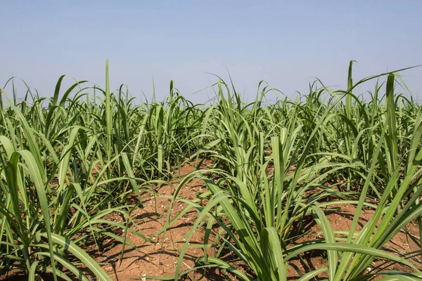 Plantación Caña Azúcar Campo —  Fotos de Stock