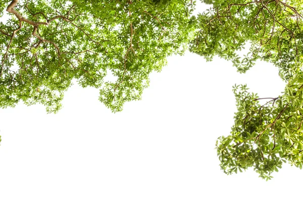 Feuille Verte Isolée Sur Fond Blanc — Photo