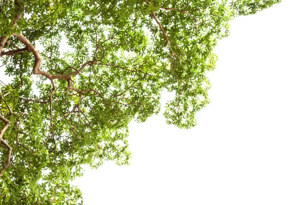 Green Leaf Isolated White Background — Stock Photo, Image