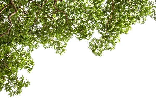 Green Leaves Foreground Fundal Alb Izolat — Fotografie, imagine de stoc