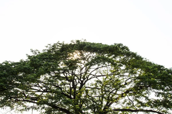 Big tree and sun light