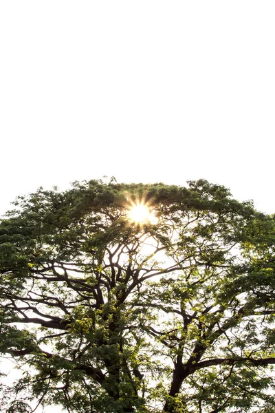 Silhouettes Branches Arbres Aux Feuilles Vert Foncé — Photo