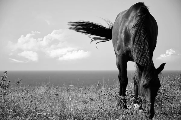 馬の放牧 ストック画像
