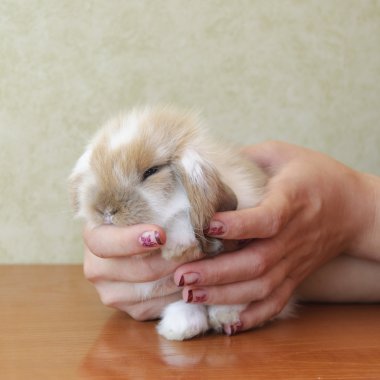 sevimli tavşan kulaklı bebek Lop tavşanı