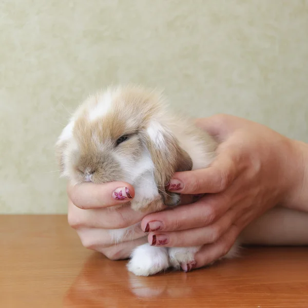 Cute lop eared baby rabbit — Stock Photo, Image