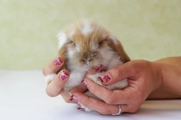 Cute lop eared baby rabbit — Stock Photo, Image