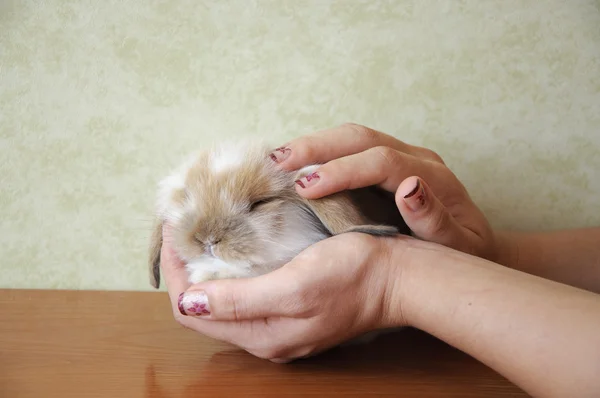 Carino lop orecchio bambino coniglio — Foto Stock