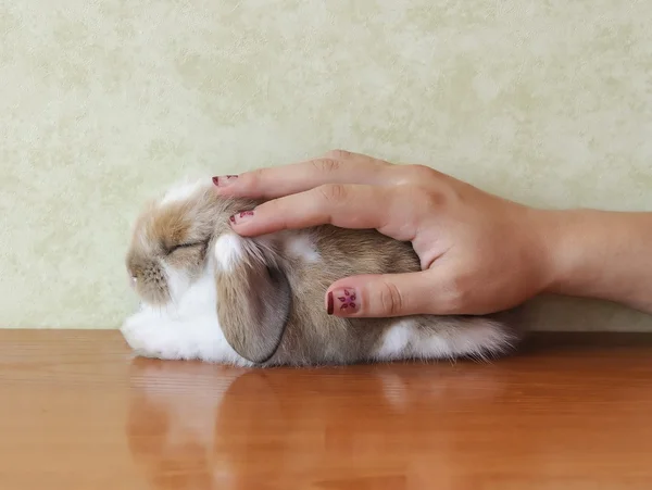 Lop-eared bunny — Stock Photo, Image