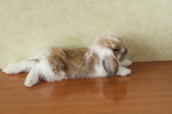 Lop coelhinho com orelhas — Fotografia de Stock