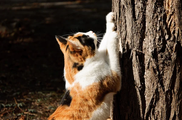 Kedi scrathing ağaç — Stok fotoğraf