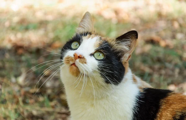 Cat portrait — Stock Photo, Image