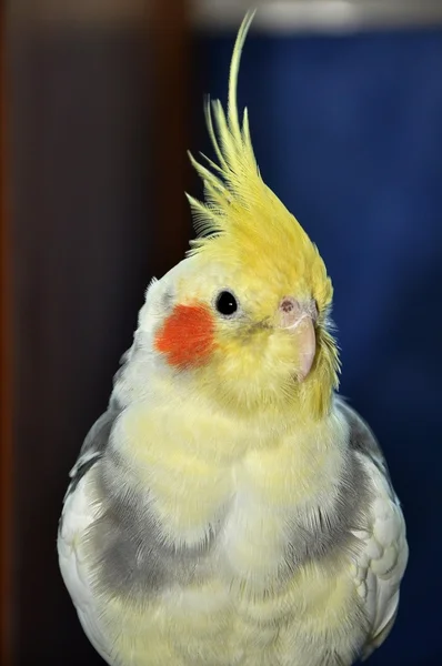 Retrato de Cockatiel —  Fotos de Stock