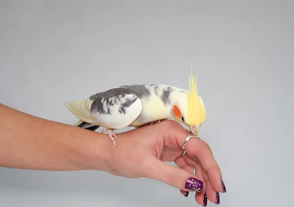 Cockatiel — Stock Photo, Image