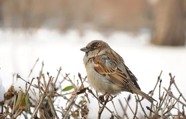 Sparrow sedí na Bushe v zimě — Stock fotografie