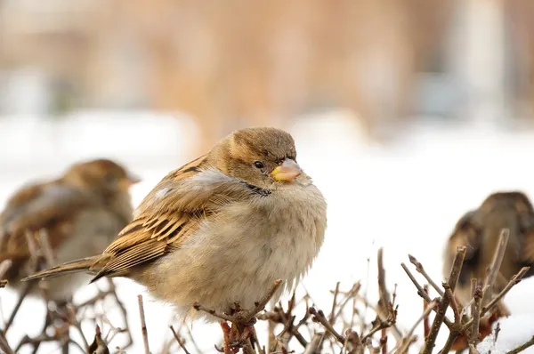 Kışın Bush üzerinde oturan serçeler