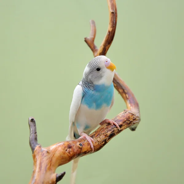 Muhabbet kuşu — Stok fotoğraf