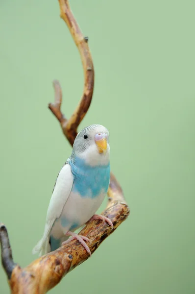 Muhabbet kuşu — Stok fotoğraf