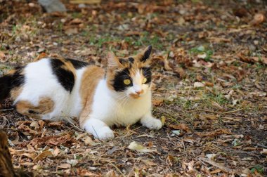 Kedi yalan söylüyor