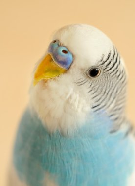 muhabbet kuşu