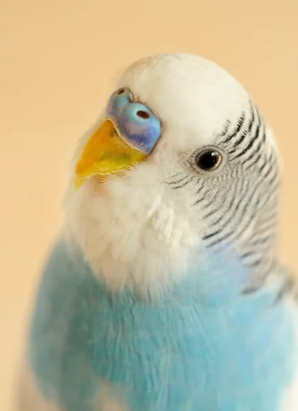 Budgerigar — Stock Photo, Image