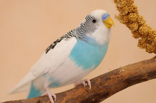 Budgerigar — Stock Photo, Image