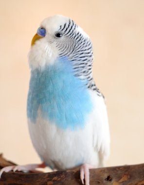 muhabbet kuşu