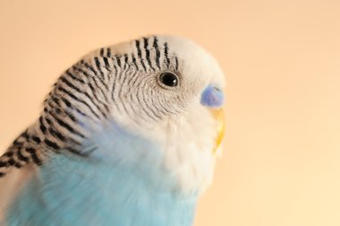 muhabbet kuşu