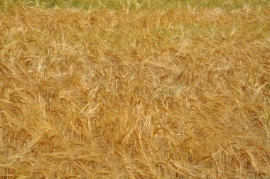 Olgun buğday