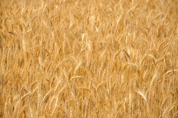 Ripe wheat — Stock Photo, Image