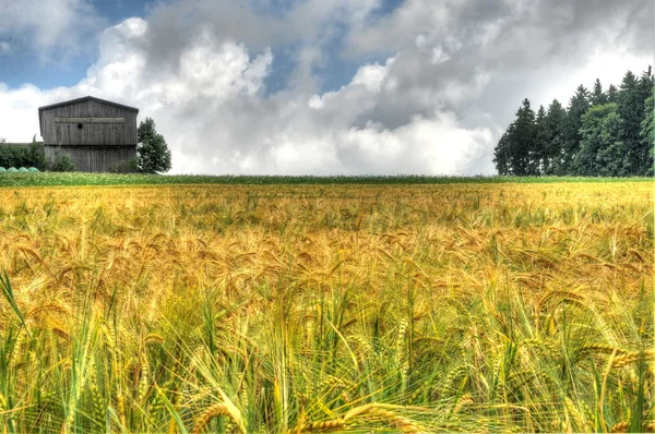 Пшеничное поле - HDR — стоковое фото