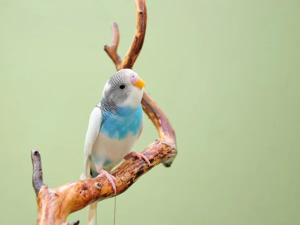 Budgie ! — Photo