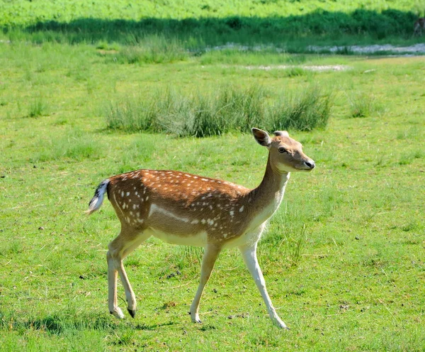 Female fallow deer — Stock Photo, Image