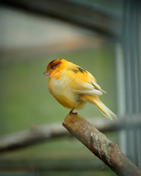 Aves canarias — Foto de Stock