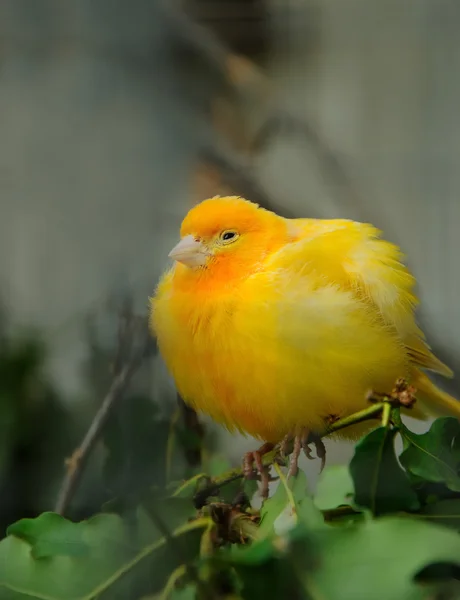 Pájaro canario amarillo —  Fotos de Stock
